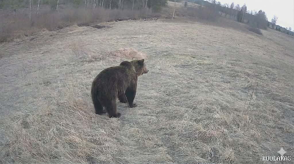 Rimmi külas olla tänavu kevadel liikvel just selliste parameetritega mesikäpp. Karu kohates on vaja jääda rahulikuks, kasuks tuleb ka surnuteesklemise oskus. Foto: MARKO MUSTO